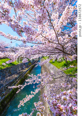 琵琶湖疏水 大津エリアの桜 琵琶湖疏水 大津エリアの桜 138672972