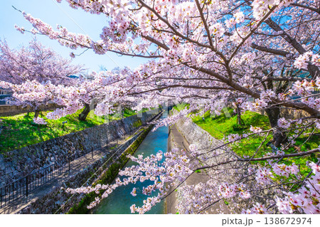 琵琶湖疏水 大津エリアの桜 138672974