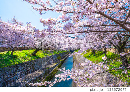 琵琶湖疏水 大津エリアの桜 138672975