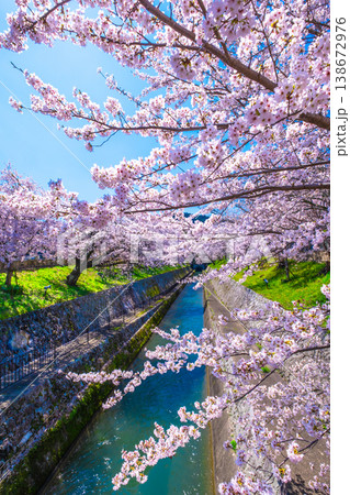 琵琶湖疏水 大津エリアの桜 琵琶湖疏水 大津エリアの桜 138672976