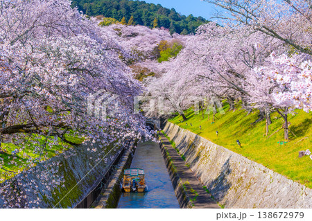 琵琶湖疏水 大津エリアの桜 琵琶湖疏水 大津エリアの桜 138672979