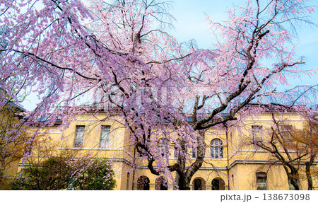 京都府庁旧本館の枝垂れ桜 138673098