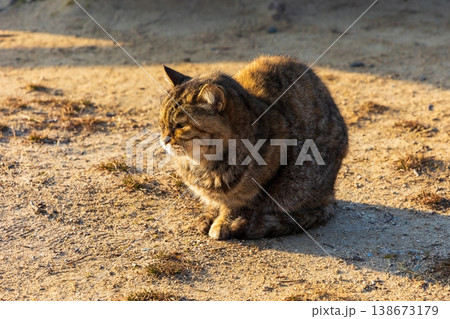 冬の瀬戸内　広島県尾道市　情緒ある坂の街とかわいい猫 138673179