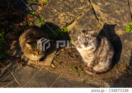 冬の瀬戸内　広島県尾道市　情緒ある坂の街とかわいい猫 138673186