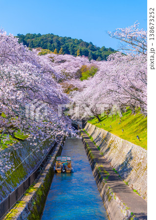 琵琶湖疏水 大津エリアの桜 琵琶湖疏水 大津エリアの桜 138673252