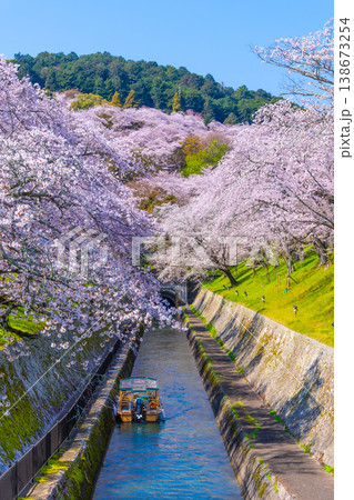 琵琶湖疏水 大津エリアの桜 138673254
