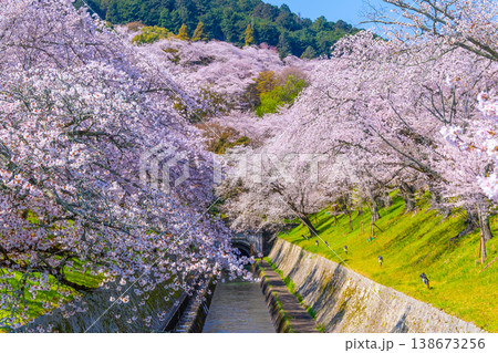 琵琶湖疏水 大津エリアの桜 琵琶湖疏水 大津エリアの桜 138673256