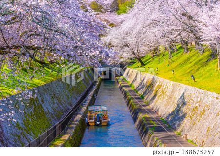 琵琶湖疏水 大津エリアの桜 琵琶湖疏水 大津エリアの桜 138673257