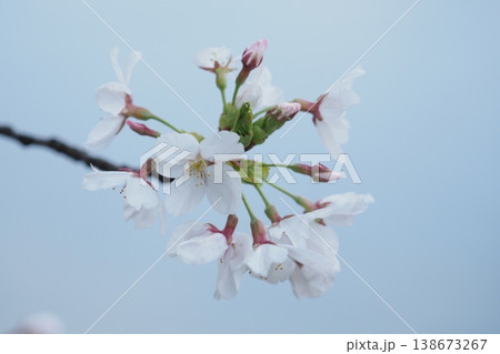 桜の花のアップ 桜の花のアップ 138673267