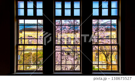 京都府庁旧本館の枝垂れ桜 138673527