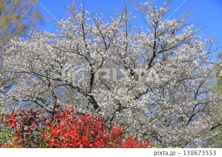 満開の桜とカナメモチの赤い若葉　 138673553