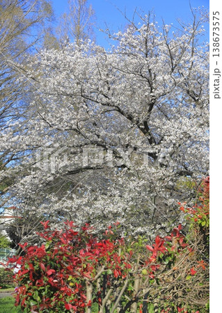 満開の桜とカナメモチの赤い若葉　 138673575