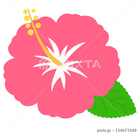 かわいいハイビスカス 138673589