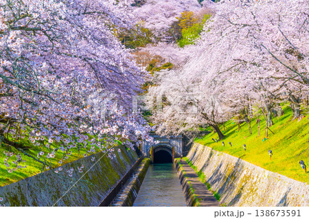 琵琶湖疏水 大津エリアの桜 138673591