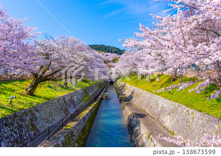 琵琶湖疏水 大津エリアの桜 138673599
