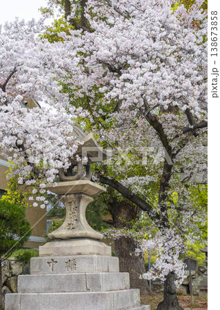 京都 藤森神社 満開の桜と南門 京都 藤森神社 満開の桜と南門 138673858