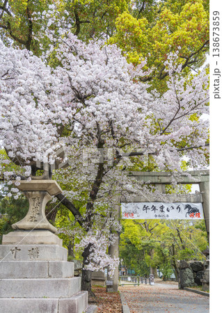 京都　藤森神社　満開の桜と南門 138673859