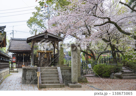 京都 藤森神社 旗塚といちいの木 満開の桜 京都 藤森神社 旗塚といちいの木 満開の桜 138673865