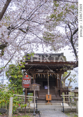 藤森神社 満開の桜と大将軍社社殿 藤森神社 満開の桜と大将軍社社殿 138673869