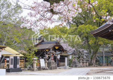 京都 藤森神社 満開の桜と本殿 京都 藤森神社 満開の桜と本殿 138673870