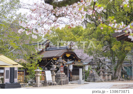 京都　藤森神社　満開の桜と本殿 138673871