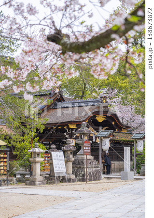 京都　藤森神社　満開の桜と本殿 138673872