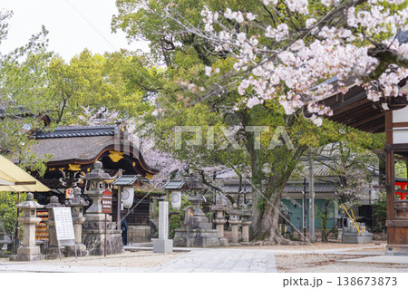 京都 藤森神社 満開の桜と本殿 京都 藤森神社 満開の桜と本殿 138673873