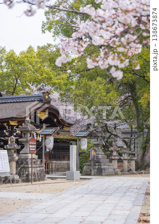 京都 藤森神社 満開の桜と本殿 京都 藤森神社 満開の桜と本殿 138673874