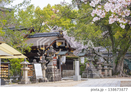 京都　藤森神社　満開の桜と本殿 138673877