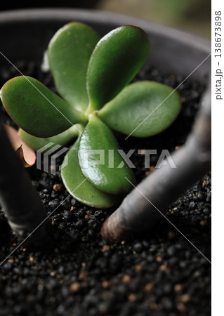 多肉植物の寄せ植え 138673898
