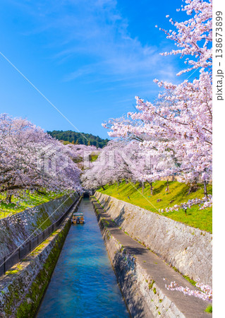 琵琶湖疏水 大津エリアの桜 琵琶湖疏水 大津エリアの桜 138673899