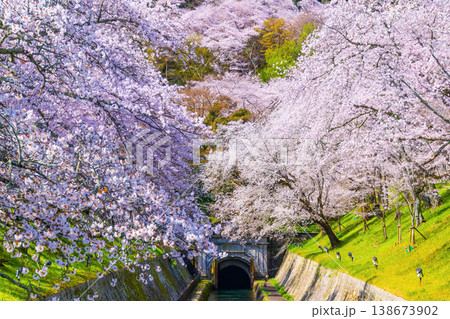 琵琶湖疏水 大津エリアの桜 琵琶湖疏水 大津エリアの桜 138673902