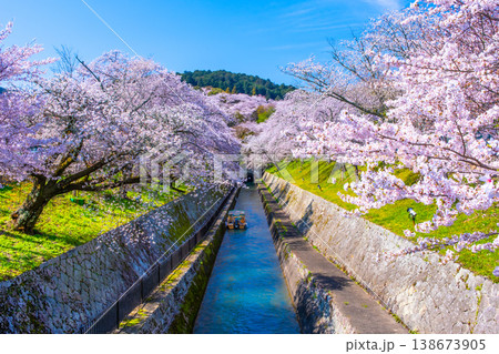 琵琶湖疏水 大津エリアの桜 138673905