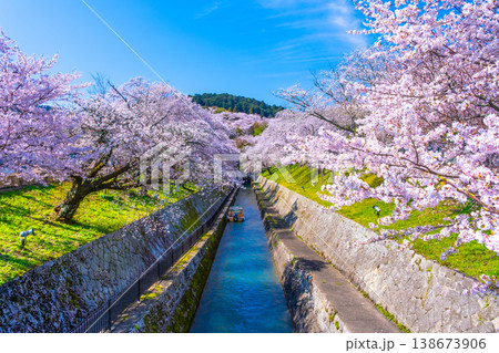 琵琶湖疏水 大津エリアの桜 138673906