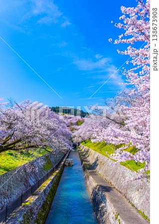 琵琶湖疏水 大津エリアの桜 138673908
