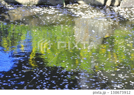 水面に散った桜の花びらと菜の花の映り込み 水面に散った桜の花びらと菜の花の映り込み 138673912