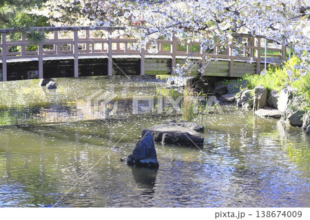 都立東綾瀬公園の桜とやざえもん橋 都立東綾瀬公園の桜とやざえもん橋 138674009