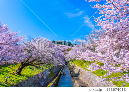 琵琶湖疏水 大津エリアの桜 琵琶湖疏水 大津エリアの桜 138674018