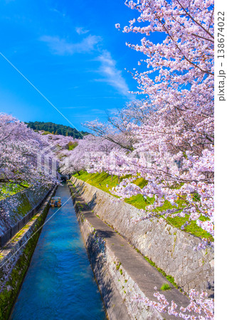 琵琶湖疏水 大津エリアの桜 138674022