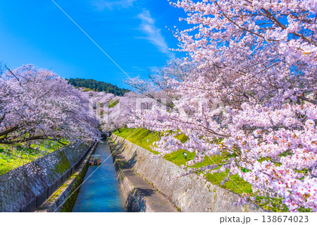 琵琶湖疏水 大津エリアの桜 琵琶湖疏水 大津エリアの桜 138674023