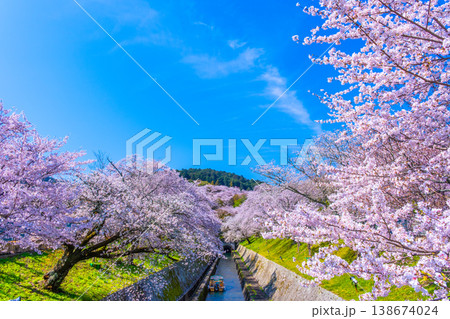 琵琶湖疏水 大津エリアの桜 琵琶湖疏水 大津エリアの桜 138674024