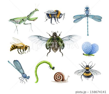 Insects set including beetle, bee, moth, dragonfly, caterpillar and mantis hand-painted watercolor illustration isolated. Detailed natural elements for education, packaging and design 138674141