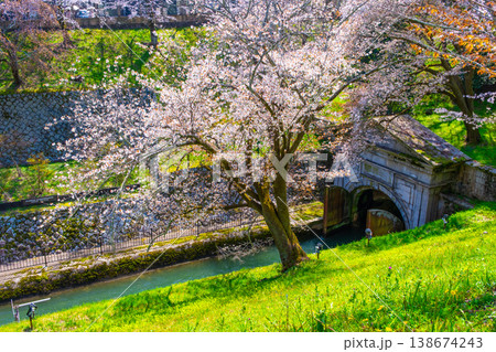 琵琶湖疏水 大津エリアの桜 琵琶湖疏水 大津エリアの桜 138674243