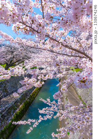 琵琶湖疏水 大津エリアの桜 琵琶湖疏水 大津エリアの桜 138674246