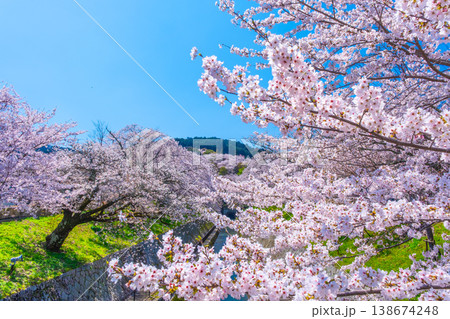 琵琶湖疏水 大津エリアの桜 138674248