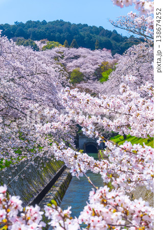 琵琶湖疏水 大津エリアの桜 琵琶湖疏水 大津エリアの桜 138674252