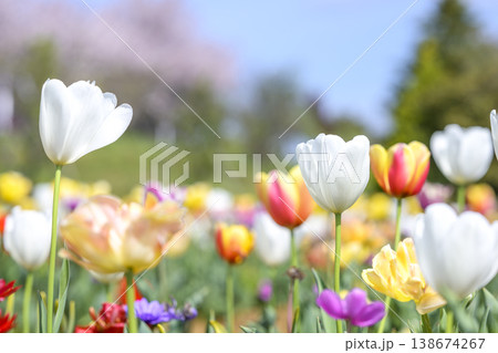 白いチューリップ カラフル 花畑 4月 春 花 イメージ 白いチューリップ カラフル 花畑 4月 春 花 イメージ 138674267