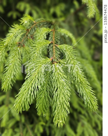 Close-up of lush evergreen foliage with a vibrant, natural aesthetic. 138674478