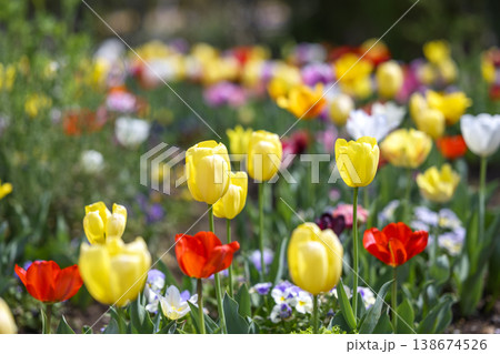 黄色いチューリップ 花畑 春 花 4月 イメージ 黄色いチューリップ 花畑 春 花 4月 イメージ 138674526