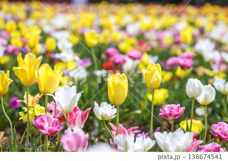 黄色いチューリップ 花畑 春 花 4月 イメージ 138674541